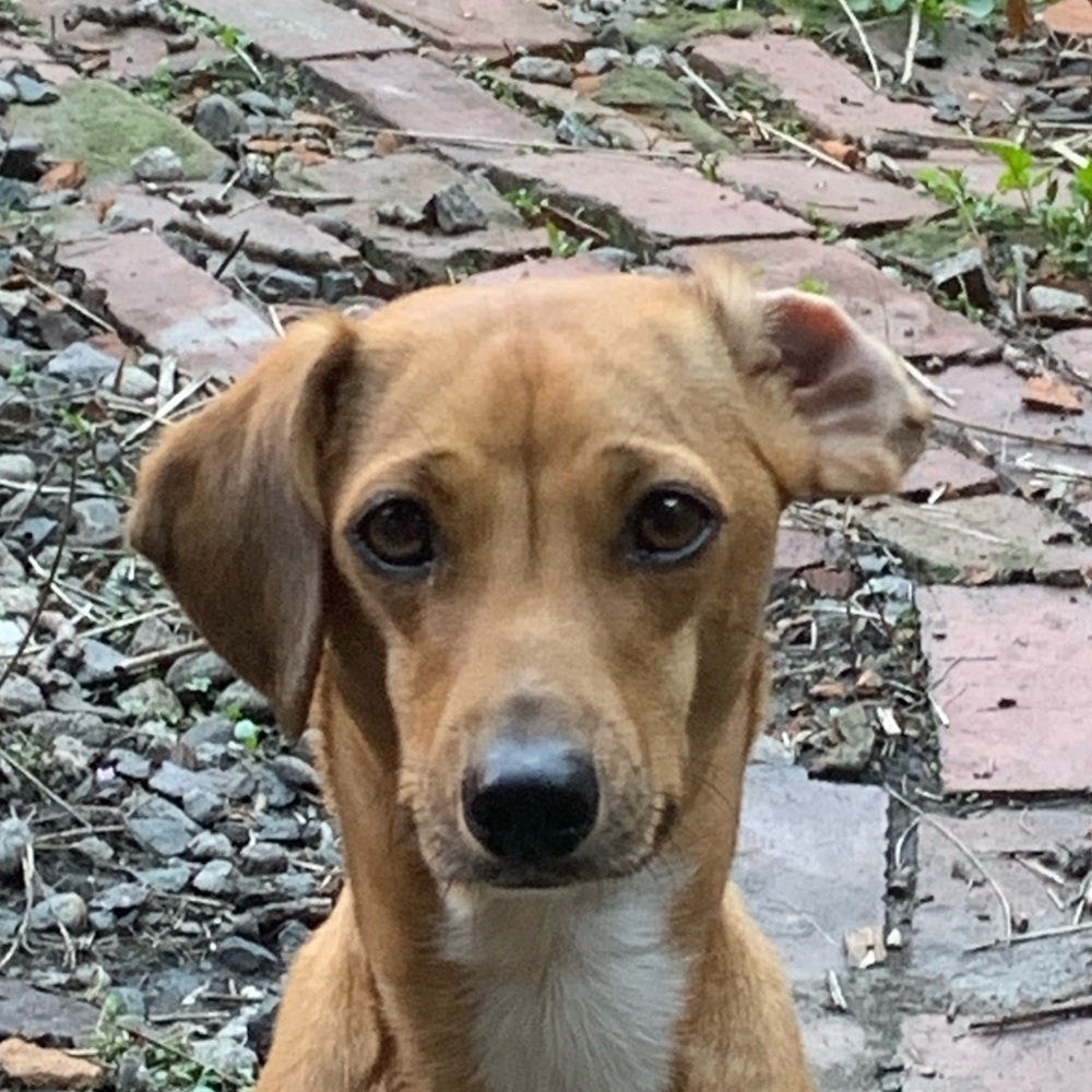 Meet your Posher, Molly